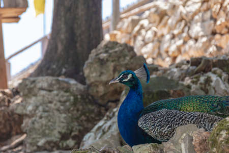 Animals. Peacock close-up, blurred background. Color stock photoの写真素材