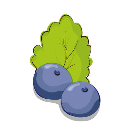 Blueberries or currants with a mint leaf. Vector illustration for thematic design. Flat design.のイラスト素材