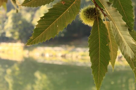 Autumn 2019: closeup of a chestnut on the bokeh background of an alpine lakeの写真素材