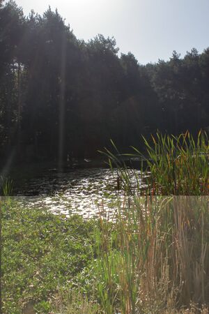Autumn 2019: water lilies float on an alpine lake with the sun in backlightの写真素材