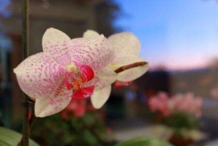 pink orchid on a window sill becomes beautiful at sunset in the backgroundの写真素材