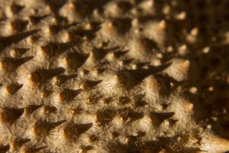 macro photograph of the armor of a crab, or a forest on an alienの写真素材