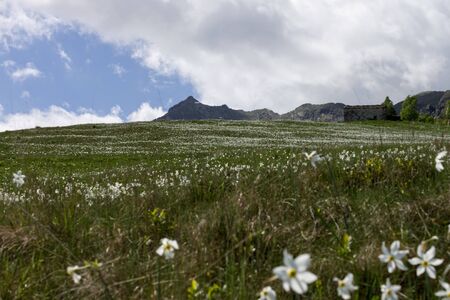 daffodils bloom panorama in the Italian Alps