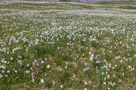 daffodils bloom panorama in the Italian Alpsの写真素材