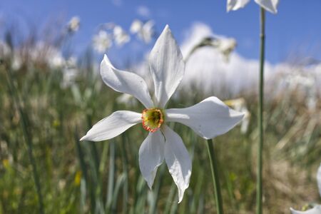 close up photo of a daffodil mountain flower in the Italian Alpsの写真素材
