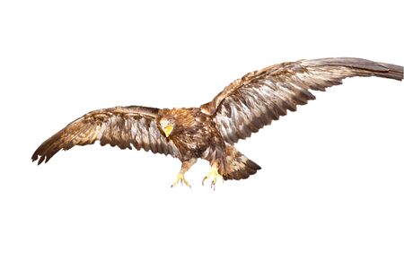 cropping of an eagle diving on a preyの写真素材