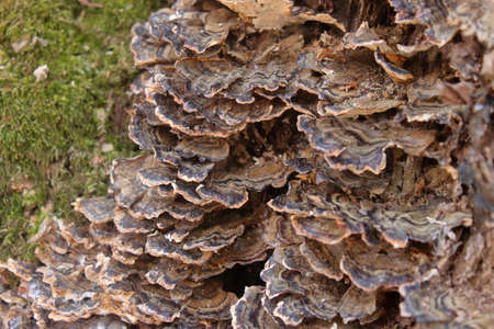 fungus for mycotherapy grow clinging to a trunk in the undergrowth