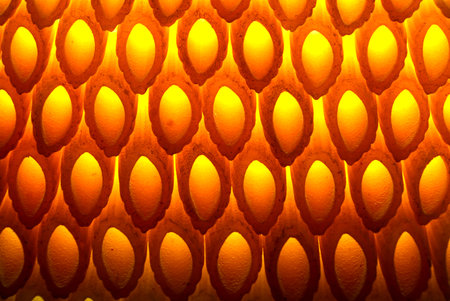 a crazy italian pasta composition with backlight