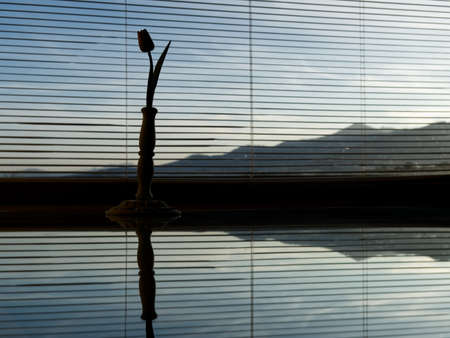 backlit silhouettes of a vase with tulip in front of a window with Venetian curtain