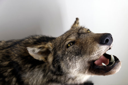 Portrait of an European grey wolf -Canis lupus lupus- isolated