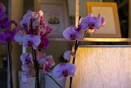 pink orchids in front of a lit lamp, floral atmosphereの写真素材