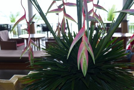 tropical flower in a holiday resort receptionの写真素材
