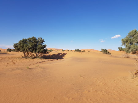 In the heart of the vast desert, there thrive some treesの写真素材