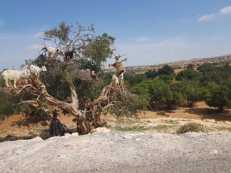 climbing goats tree argan tree moroccoの写真素材