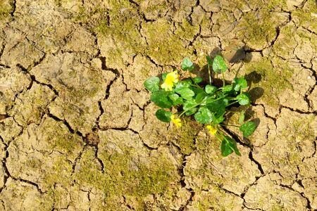 Flower growing from cracked clay