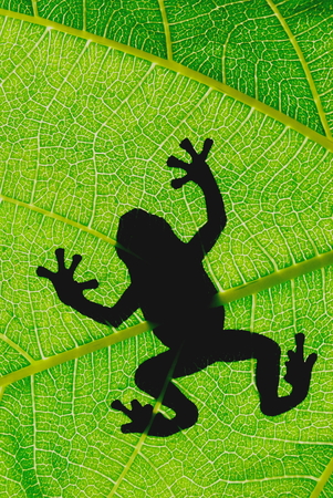 Silhouette of frog on a green leafの写真素材