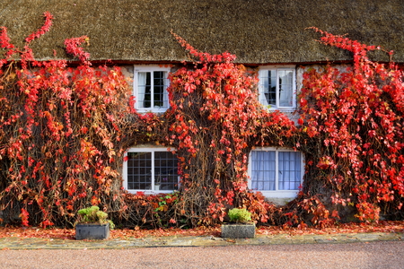 House covered in red ivy in autumnの写真素材