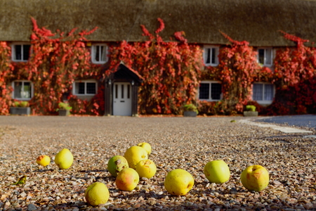 Fallen apples on the ground in rural Devonの写真素材