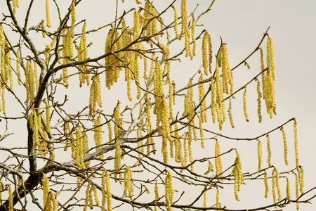 Common hazelnut yellow catcins in springの写真素材