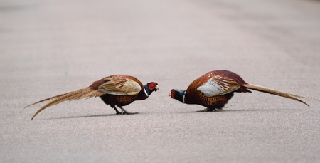 Two male ring-necked pheasant fight on the road in Devonの写真素材