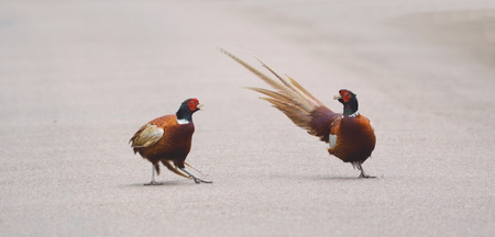 Two male ring-necked pheasant fight on the road in Devonの写真素材