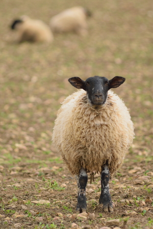 Sheep on a farmland in Devonの写真素材