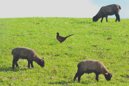 Sheep grazing on a farmland in rural Devon, England