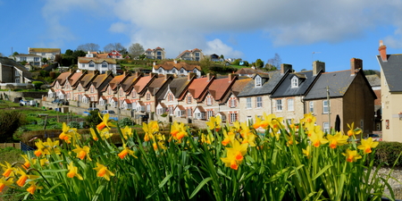 Spring flowers daffodils with Fisherman's Cottages in Common Lane in village of Beer, Devonの写真素材