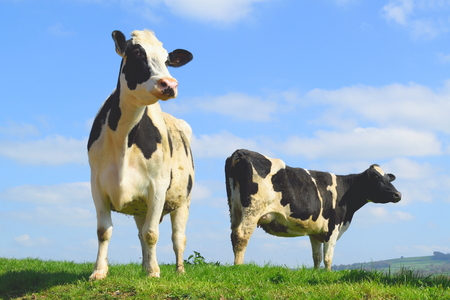 British Friesian cow against blue sky grazing on a farmland in East Devon, Englandの写真素材