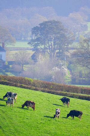 Herd of British Friesian cows grazing on a farmland in East Devon, England