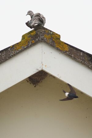 Pigeon on the top of the roof watching house martin in flightの写真素材