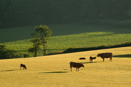 Early morning on farmland in Blackdown Hills AONB (Area of Outstanding Natural Beauty), Devonの写真素材