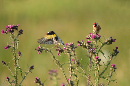 Goldfinch standing on the top of the wild thistleの写真素材