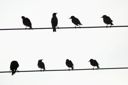 Silhouettes of starlings perched on the wireの写真素材
