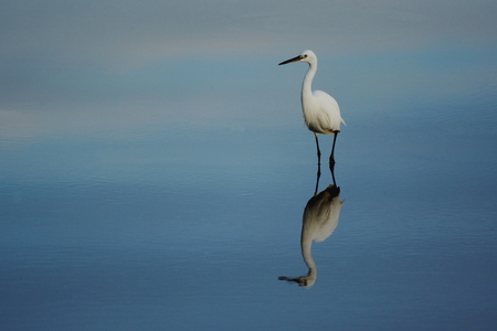 Little egret reflected in the water of Seaton Wetlands, Devonの写真素材