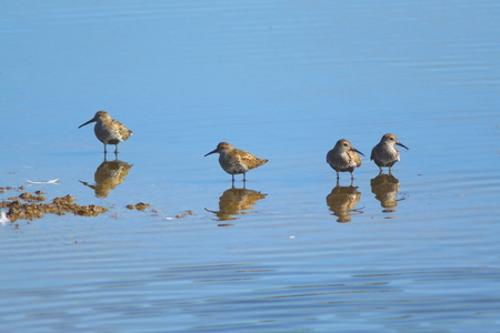 Group of sandpipers feeding in shallow water of Seaton Wetlands in Devonの写真素材