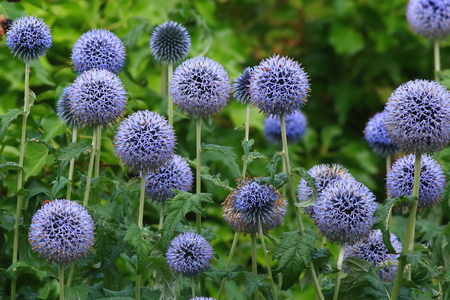 Flower heads of echinops commonly known as globe thistles in cottage gardenの写真素材