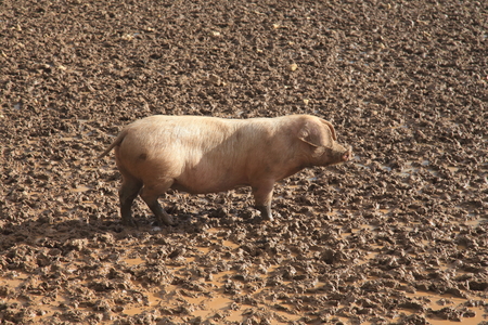 Pig on the muddy farmland after the rainの写真素材