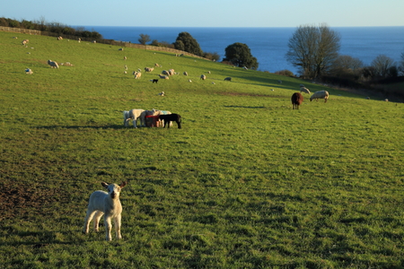 Young lambs grazing on farmland on the hill with sea in background  near village of Beer in Devonの写真素材