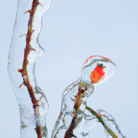 Red rose hip covered in ice on a cold winter dayの写真素材