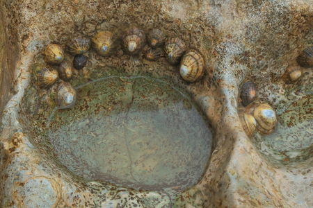 Group of common limpets ( Patella vulgata)  around small pond in granitic rock on a shingle beach on...