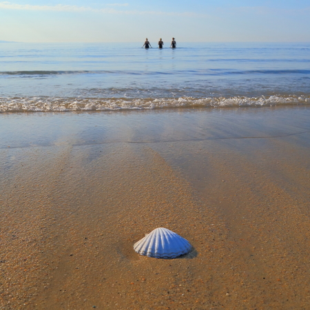 Sea shell on a sandy beach near near town of Lyme Regis in Dorset on the Jurassic Coast