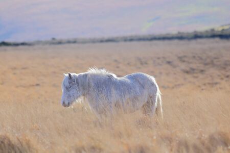 Pony grazing in the field in Dartmoor Nationl Park, Devonの写真素材