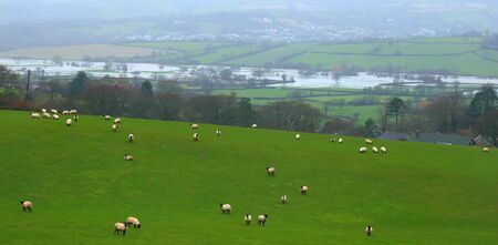 Flooded Axe Valley in East Devon, UK during the storm Dennis. Flock of sheep graze on the hill.