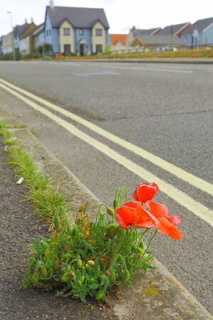 Red wild poppies growing from crack in pavement in town of Seaton, Devonの写真素材