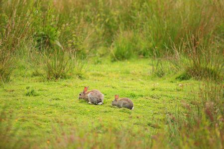 Two rabbits eating grass in the field of Seaton Wetlands, Devonの写真素材