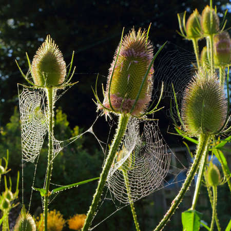 Flowering heads of teasel covered in spider webs backlit with morning sunlight