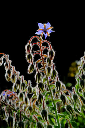 Borage flower backlit by sunlight in garden after the rain