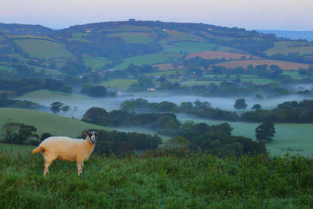 Sheep on the farmland in Dorset at sunriseの写真素材