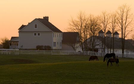 Horse Farmの写真素材